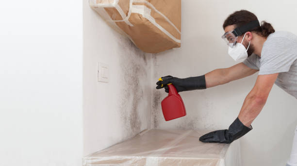Professional Mold Removal technician working in Bellaire, MI