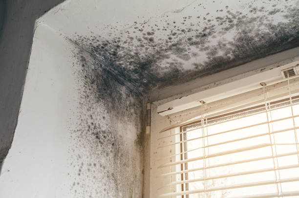 Affordable Mold Removal solutions in Bellaire, MI